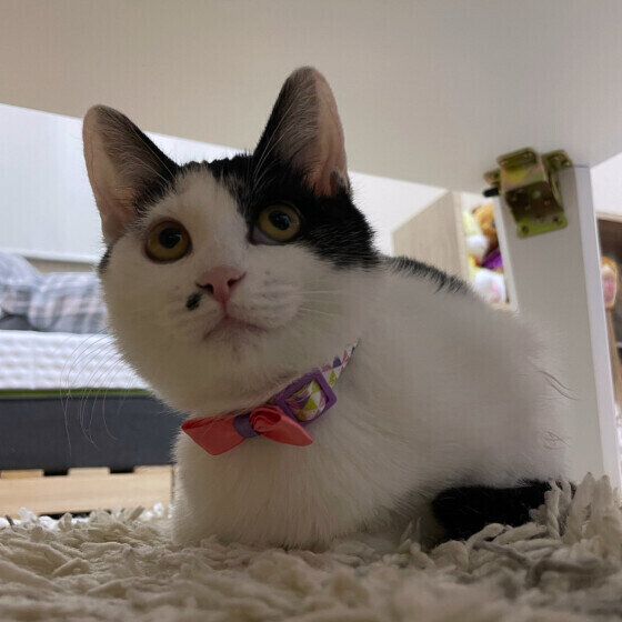 テーブルの下で座るMIXのあんこちゃん