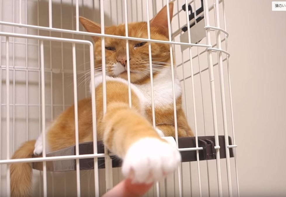 前足を伸ばす猫