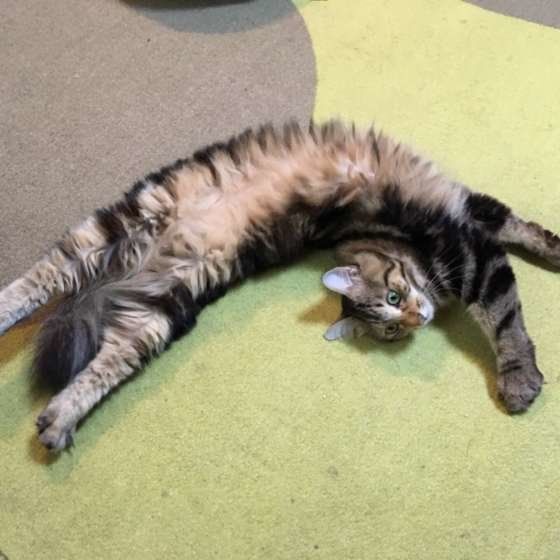 猫のノアちゃん