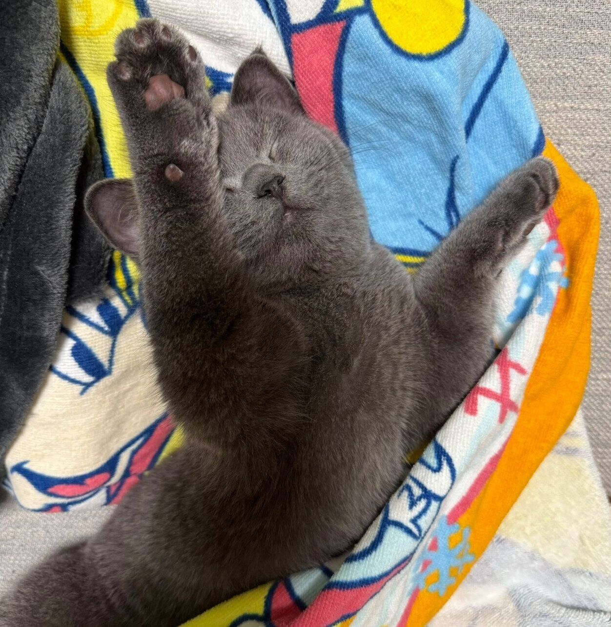 生後5カ月のころのおこげくん