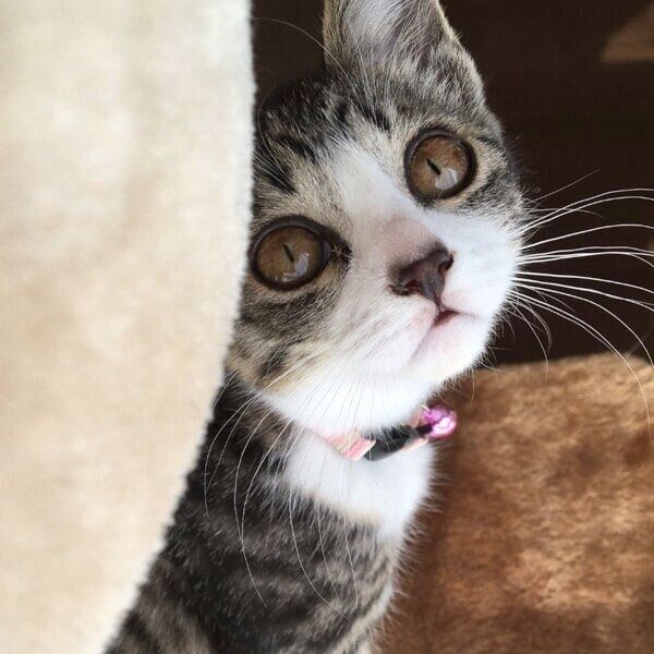 お迎え当時のハチミツちゃん