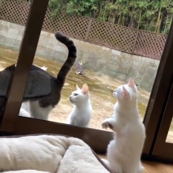 外の猫が気になる猫
