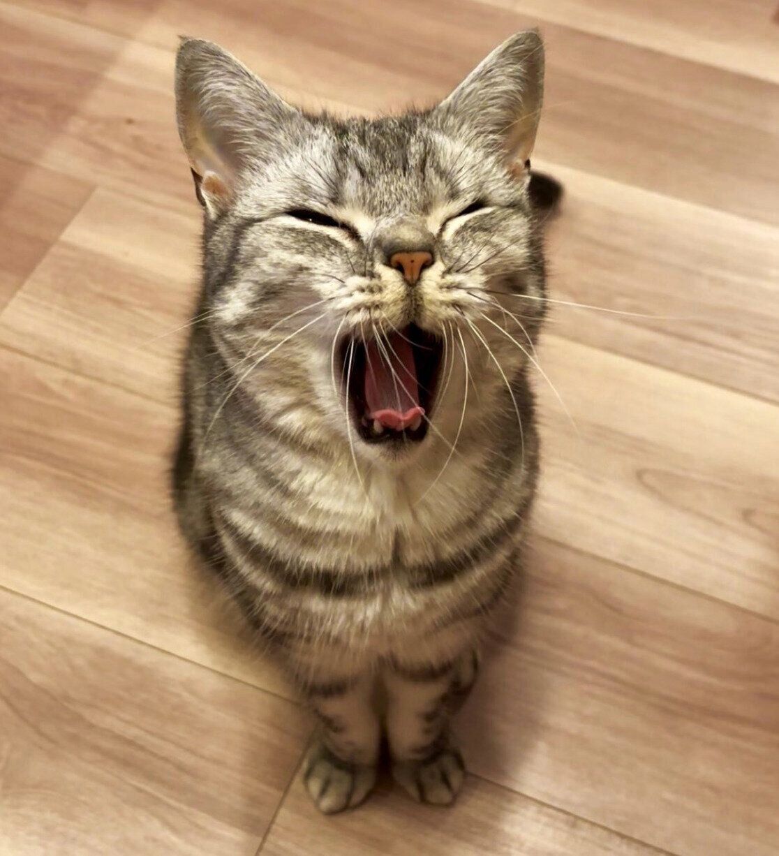 あくびをするあんこくん