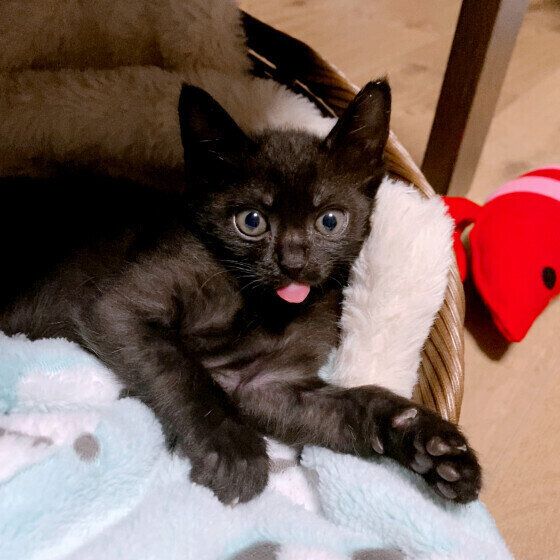 舌をしまい忘れている黒猫