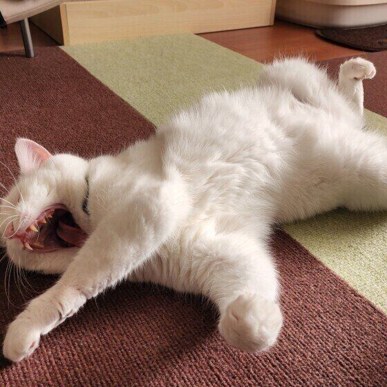 マンチカンのごままるくん