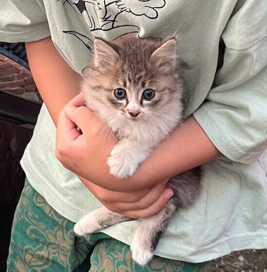 保護当時のふわくん