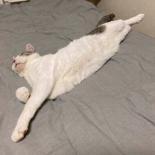 MIX茶白の大吉くん