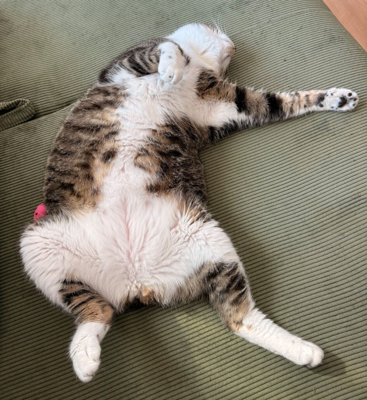 電池切れ状態の金時くん