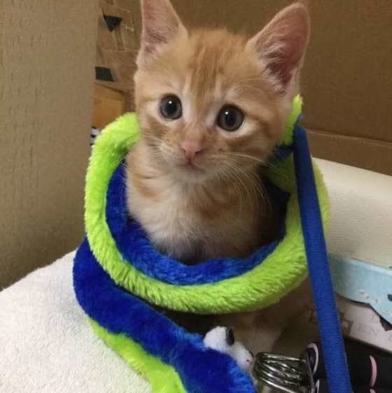 じゃらしで遊ぶ茶トラ