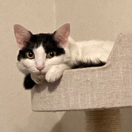 白黒猫の幸ちゃん