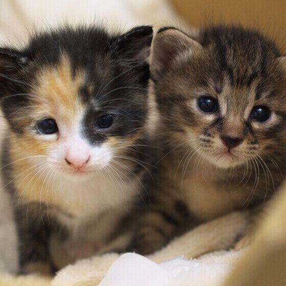 サバトラの子猫たち