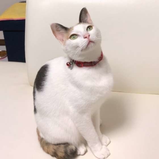 ポーズを取るミケ猫