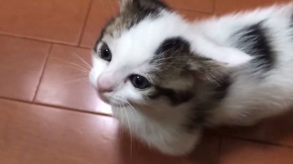 「ごはんくれ」と言ってそうな子猫