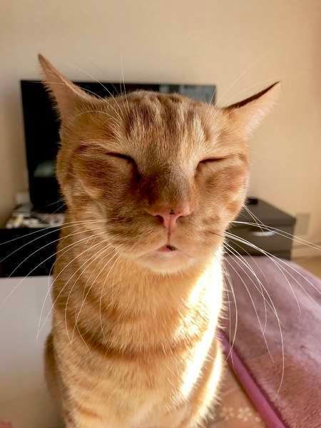 鼻チューを待ってます　MIX茶トラの漣