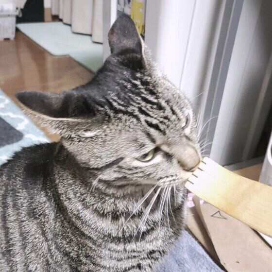 クンクンするハロくん