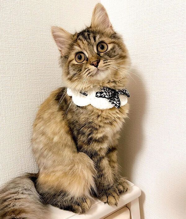 お座りするくるみちゃん