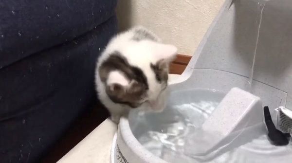 困った水の飲み方をする子猫
