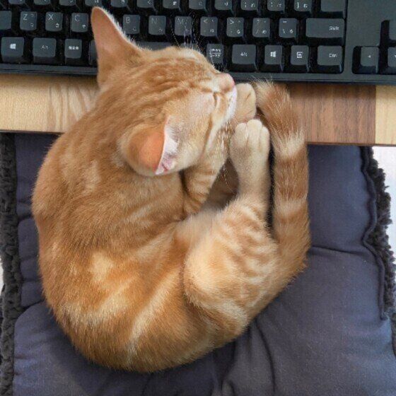 パソコン作業の邪魔をするアメリカンショートヘア