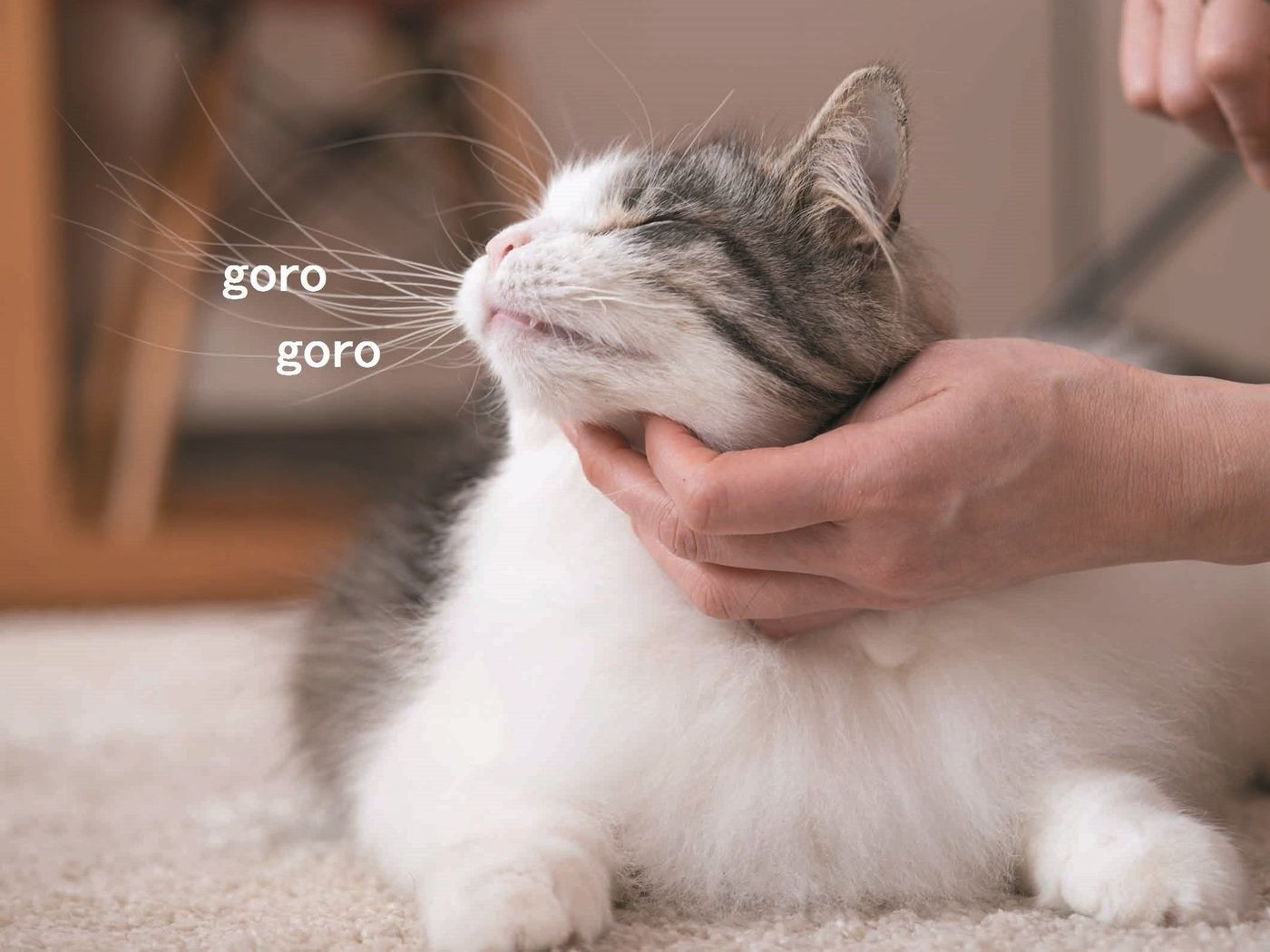 猫のゴロゴロ音 どんなときに鳴らすか知ってる ねこのきもちweb Magazine 猫のゴロゴロ音 どんなときに鳴らすか知ってる ねこのきもちweb Magazine