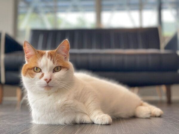 くつろぐチロルくん