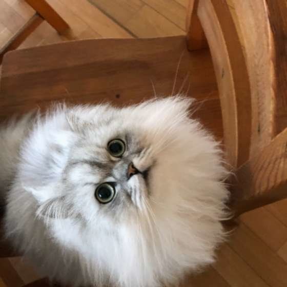 上を見上げるペルシャ