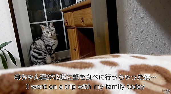 怒ってるアメリカンショートヘア