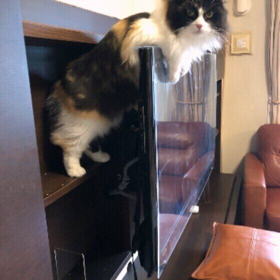 テレビに乗るマンチカン