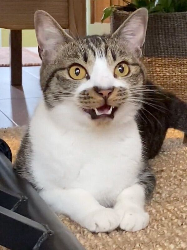 鳴くうずらくん