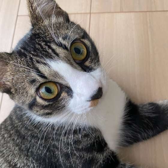 見つめるキジトラ