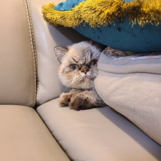 見つめるエキゾチックショートヘア