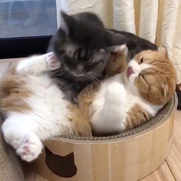 毛づくろいするスコティッシュフォールドとマンチカン