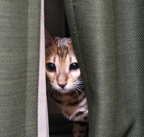 カーテンの後ろから監視する猫