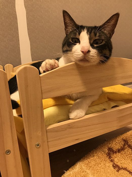 ポポロンファン必見！ ベッドの上のおねむポポロン