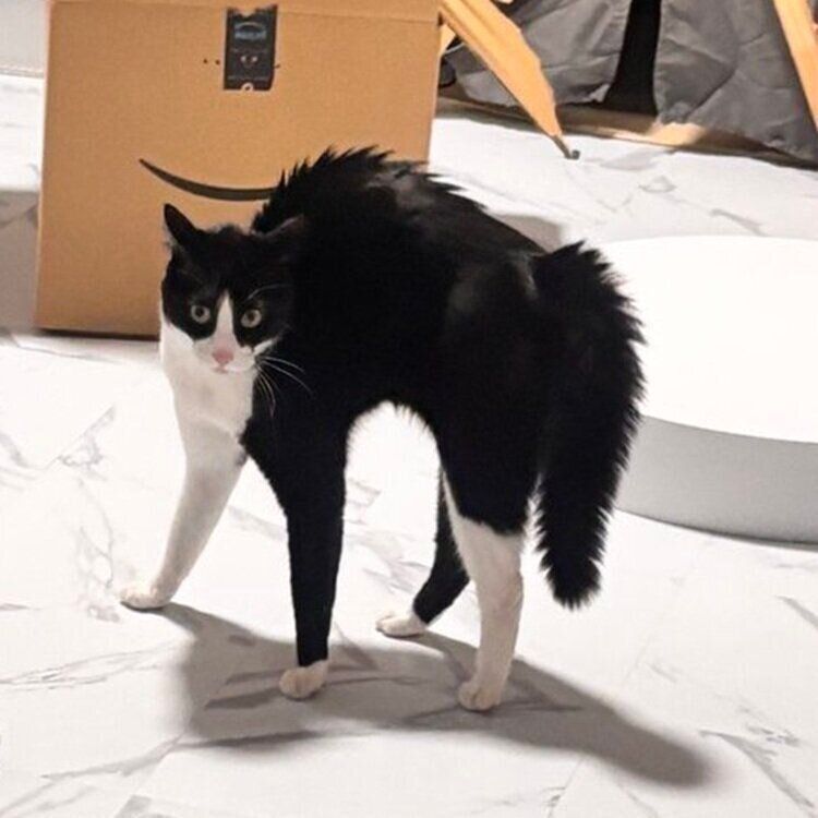 “強やんのかポーズ”をするしゃちくん