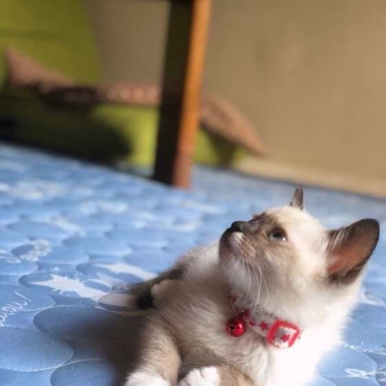 赤い鈴をつけた子猫のラグドール