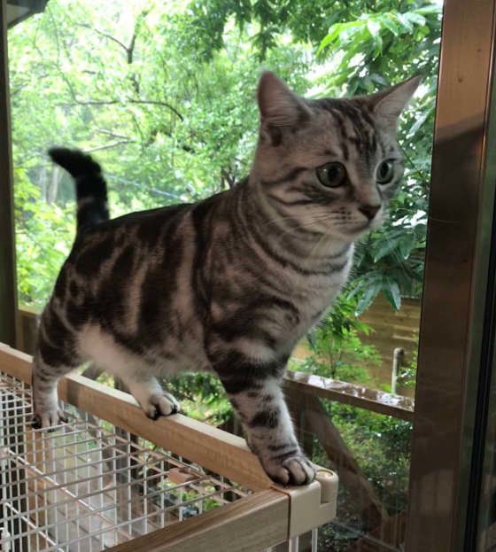 窓の外を眺めるアメリカンショートヘア