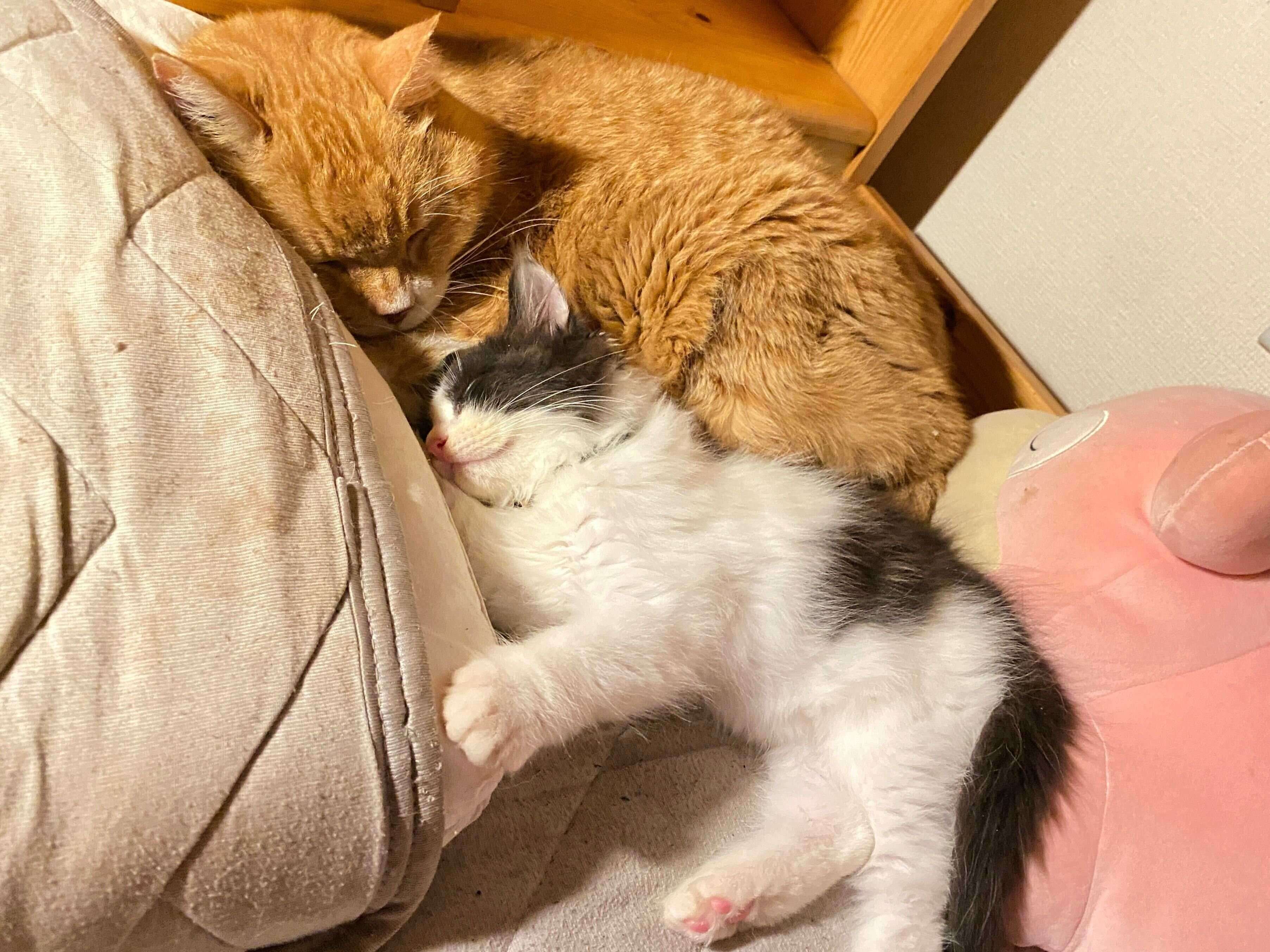先住猫と仲良く眠るなつめくん