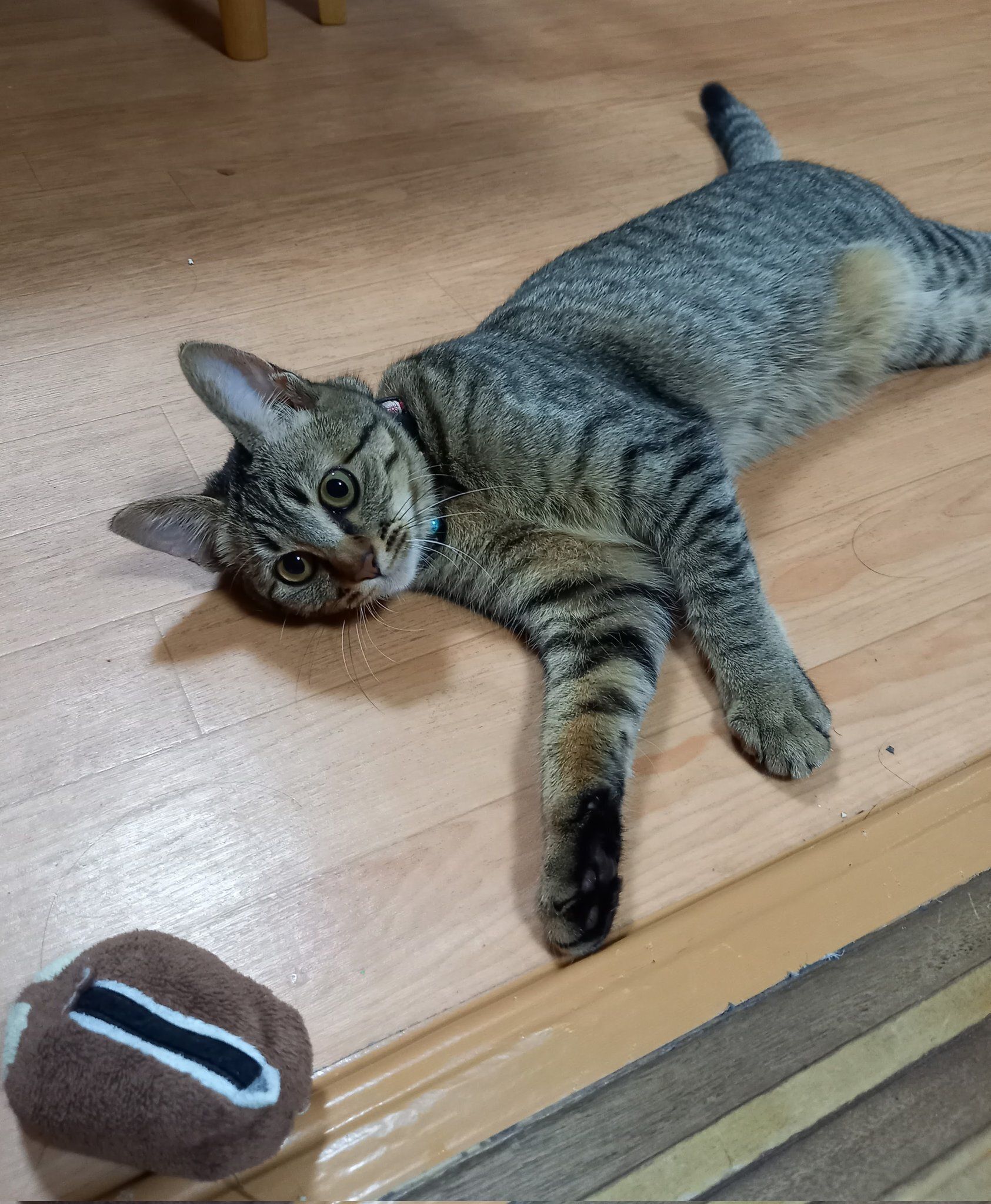 床に寝そべる子猫