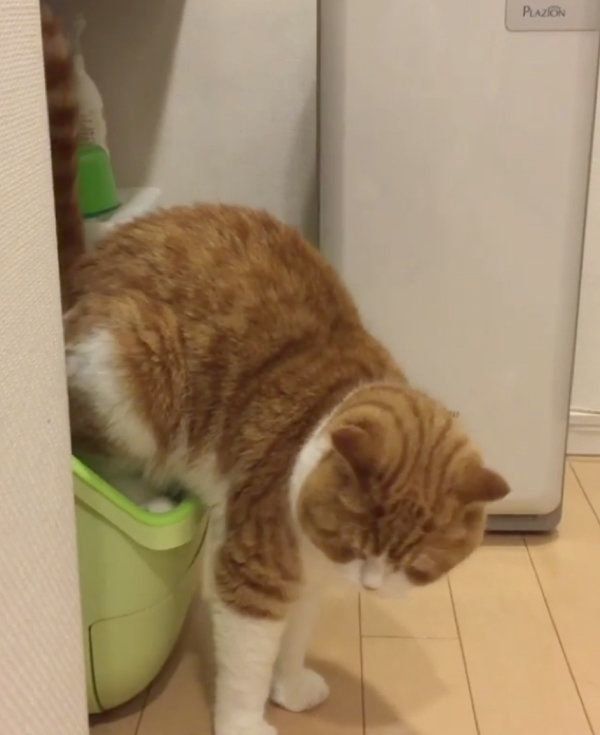 スコティッシュフォールドのまーるくん