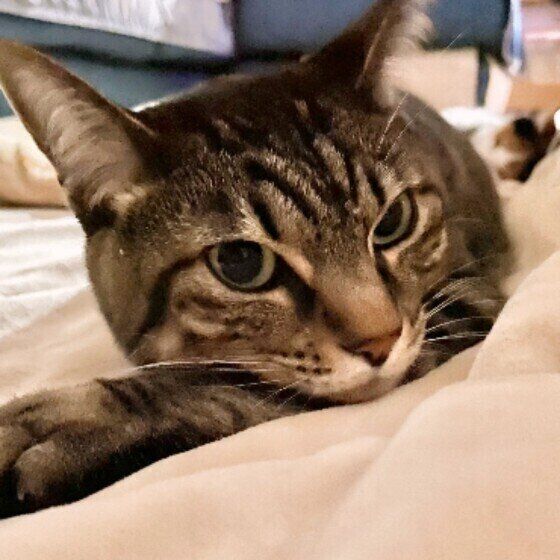 こちらを見つめるキジトラのコムギ