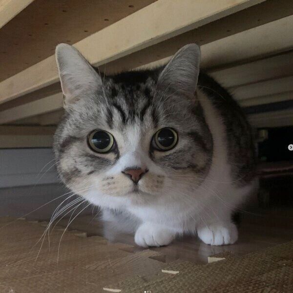 見つめるタロウくん