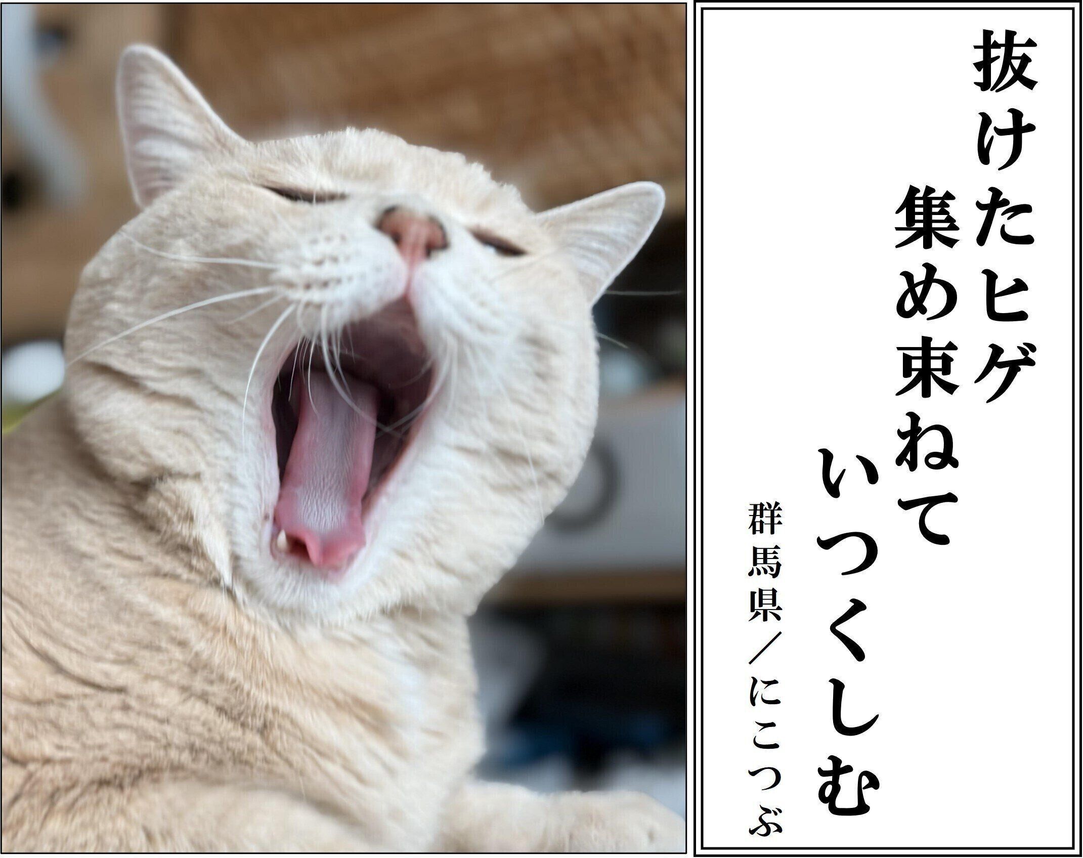 【猫部門：優秀賞】にこつぶさん／ニコちゃん