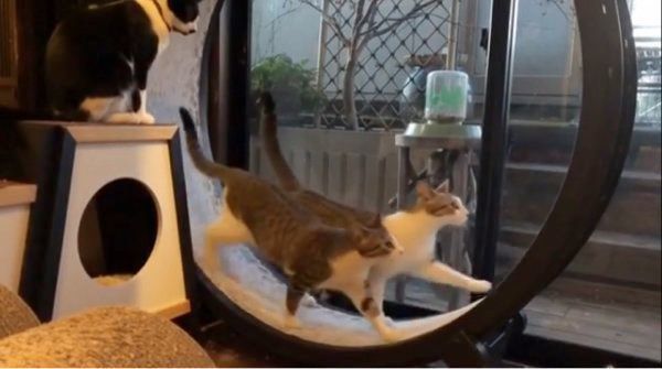 キャットホイールで遊ぶ猫