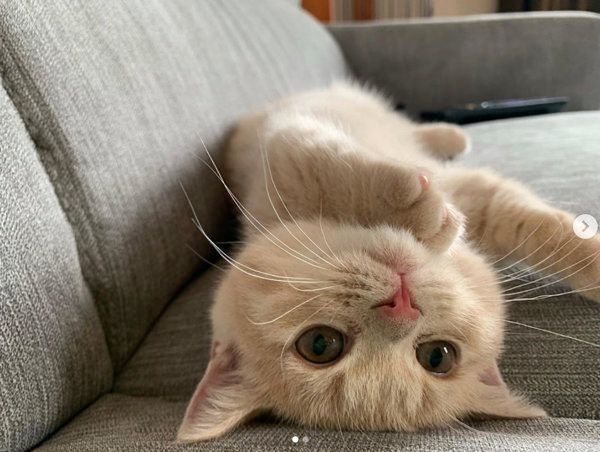 寝転がるむぎくん