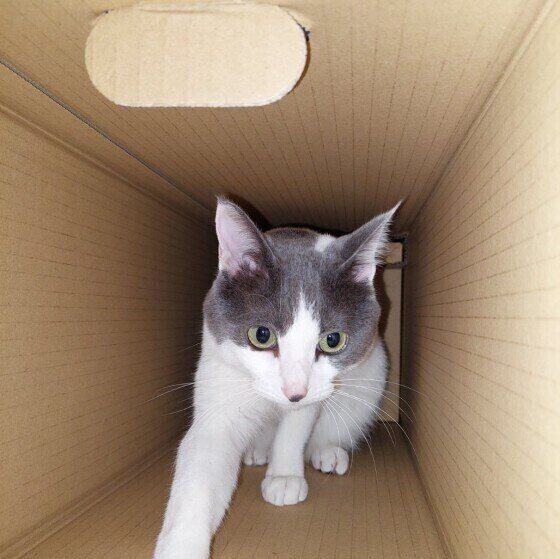 段ボールの中に入る海依ちゃん