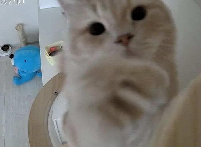 見守りカメラに反応するつきみくん