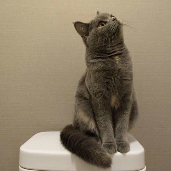 出待ちするブリティッシュショートヘア