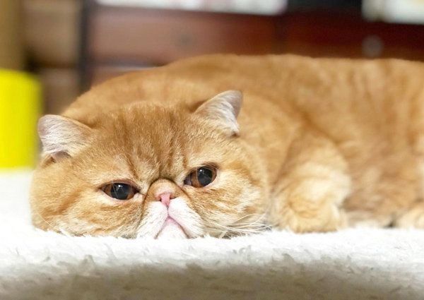 くつろぐノアちゃん