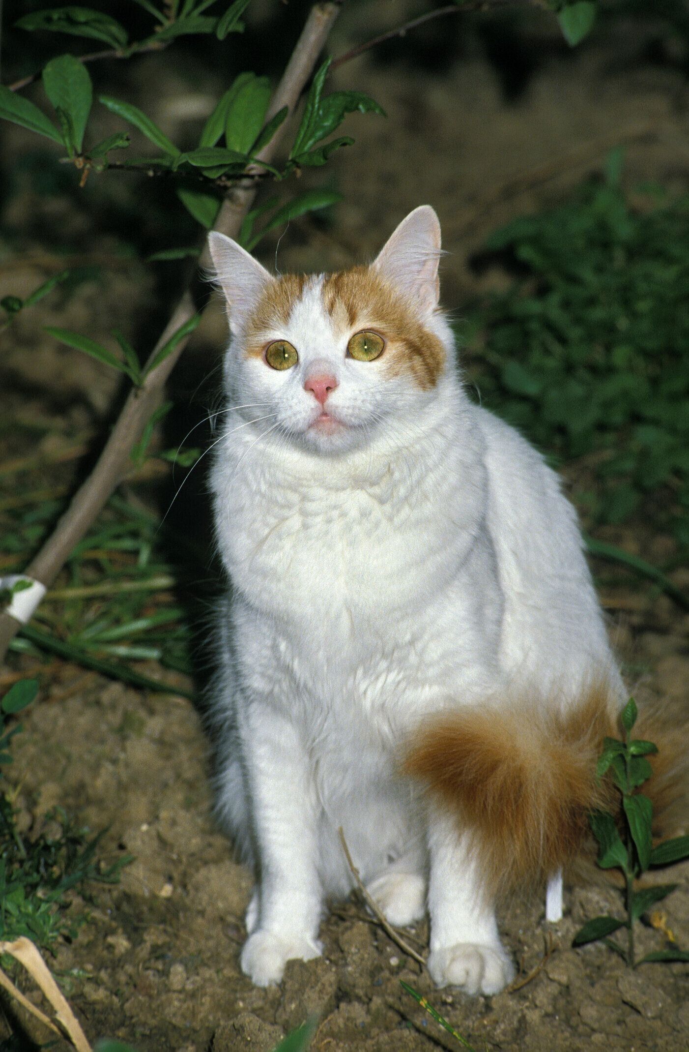 ターキッシュ・バン