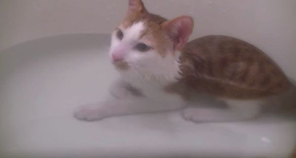 お風呂でうっとりする猫